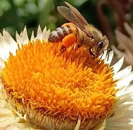 Bee on a flower